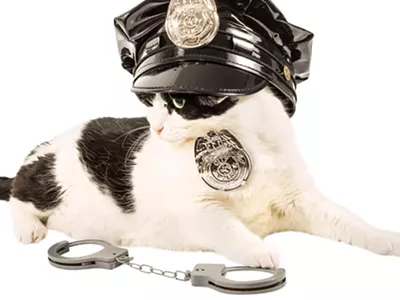 Image: The Troy Police Department is getting a cat