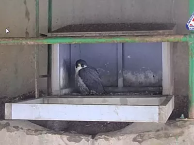 Image: You can check out a live cam of rare falcons found nesting on the Sault Ste. Marie bridge
