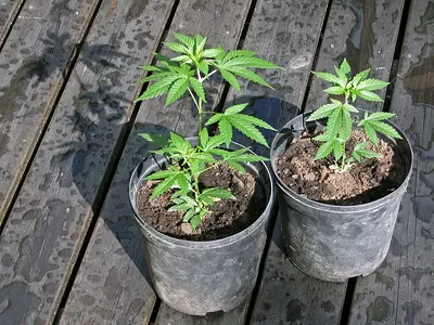 Image: What if marijuana was regulated like vegetables, not alcohol?