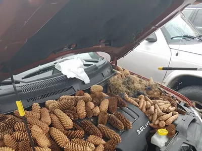 Image: Squirrel goes nuts, stores 50 lbs of pine cones in the engine of Michigan man's car