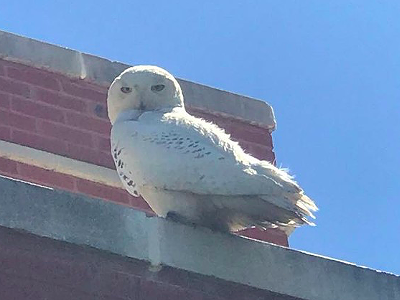 Image: Snowy owls seeking summer sun have found a home in metro Detroit