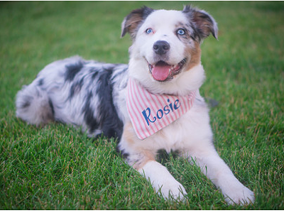 Rose the Australian Shepherd is currently leading the pack in votes.