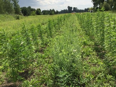 Westers grew over 700 marijuana plants across 5 sites hidden among other crops.
