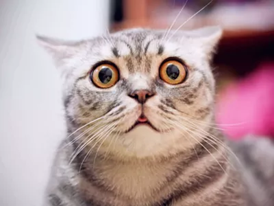 Image: CatVideoFest is a thing and it's coming to Detroit — we're not even kitten