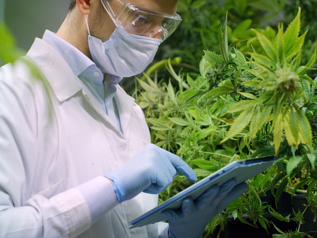 Long-stubborn DEA finally gets real about marijuana's medical benefits