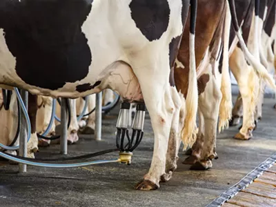 Image: Some Michigan cows are contaminated with PFAS, but the state won't test milk