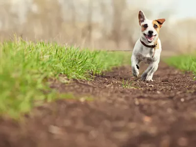 Image: Nonprofit to offer free vet care to pets of Detroit's homeless on Sunday