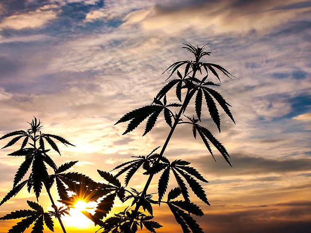 Should you grow marijuana indoors or outside?