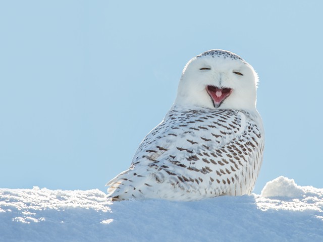 Here's a video of a snowy owl swimming in Lake St. Clair