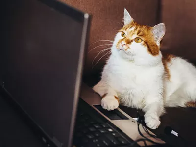 CatVideoFest, Detroit Film Theatre, Feb. 22-23.