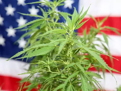 Image: Politics and marijuana intertwine in 2020