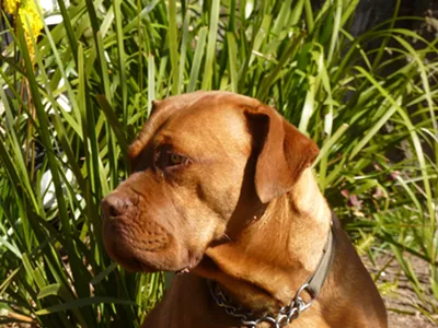 Image: Detroit Police Department on the hook for $100K after shooting a dog