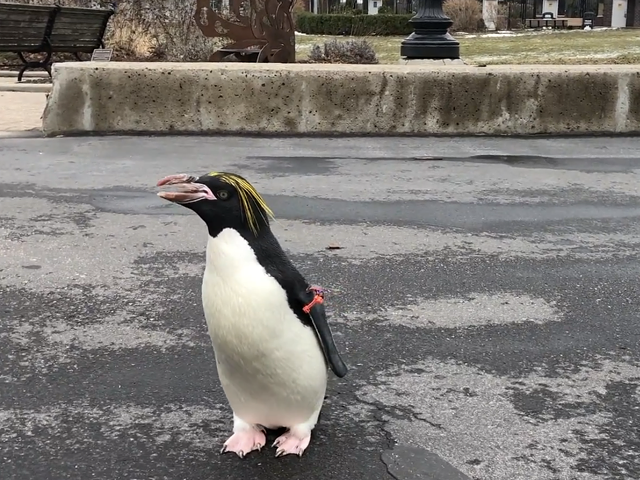 The Detroit Zoo's penguin, Pickles, going anywhere she damn well pleases!