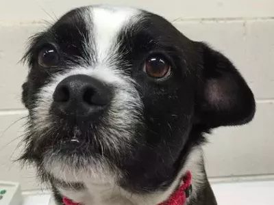 Image: Florida woman's missing dog turns up in Detroit two years later [VIDEO]