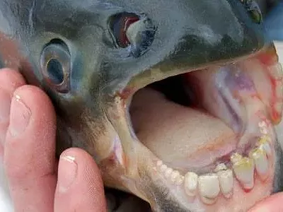 Image: Michigan anglers keep catching fish with 'human-like teeth'