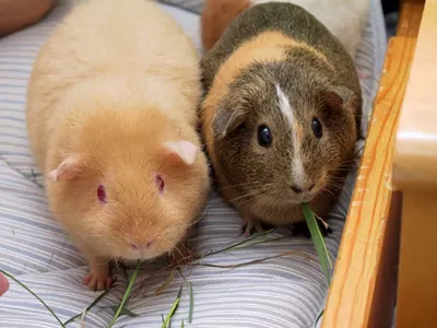 Image: Third suspect — a juvenile — charged in Grosse Ile guinea pig death