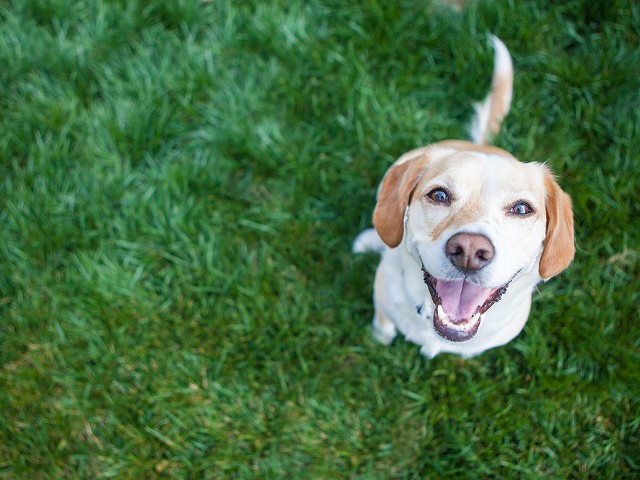 Now is the time: Adopt a furry friend for free this weekend