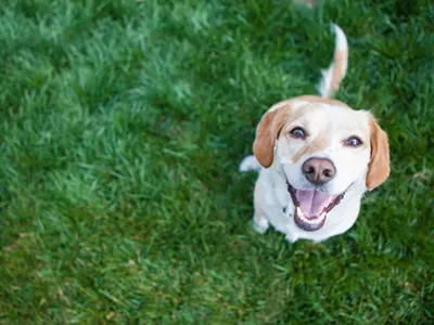 Image: Now is the time: Adopt a furry friend for free this weekend