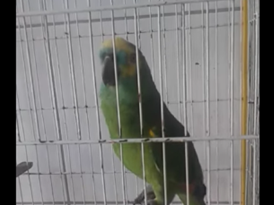 Image: This parrot singing 'Monster' by Rihanna and Eminem is the best thing you'll see all day