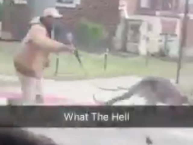 There's probably a logical explanation for this kangaroo on a leash in Detroit
