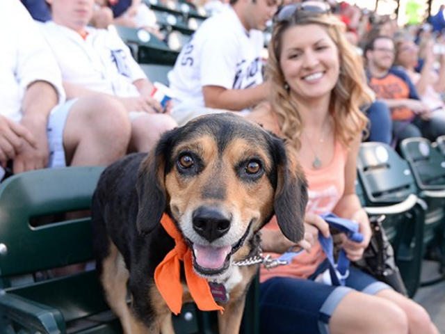 A dog, probably named Buster, having the time of his life at Comerica Park.