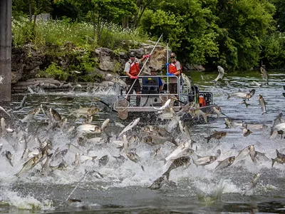 Image: How Asian carp could soon take over the Great Lakes — and how they could be stopped