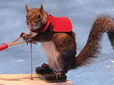 Image: Twiggy the waterskiing squirrel is coming to Detroit