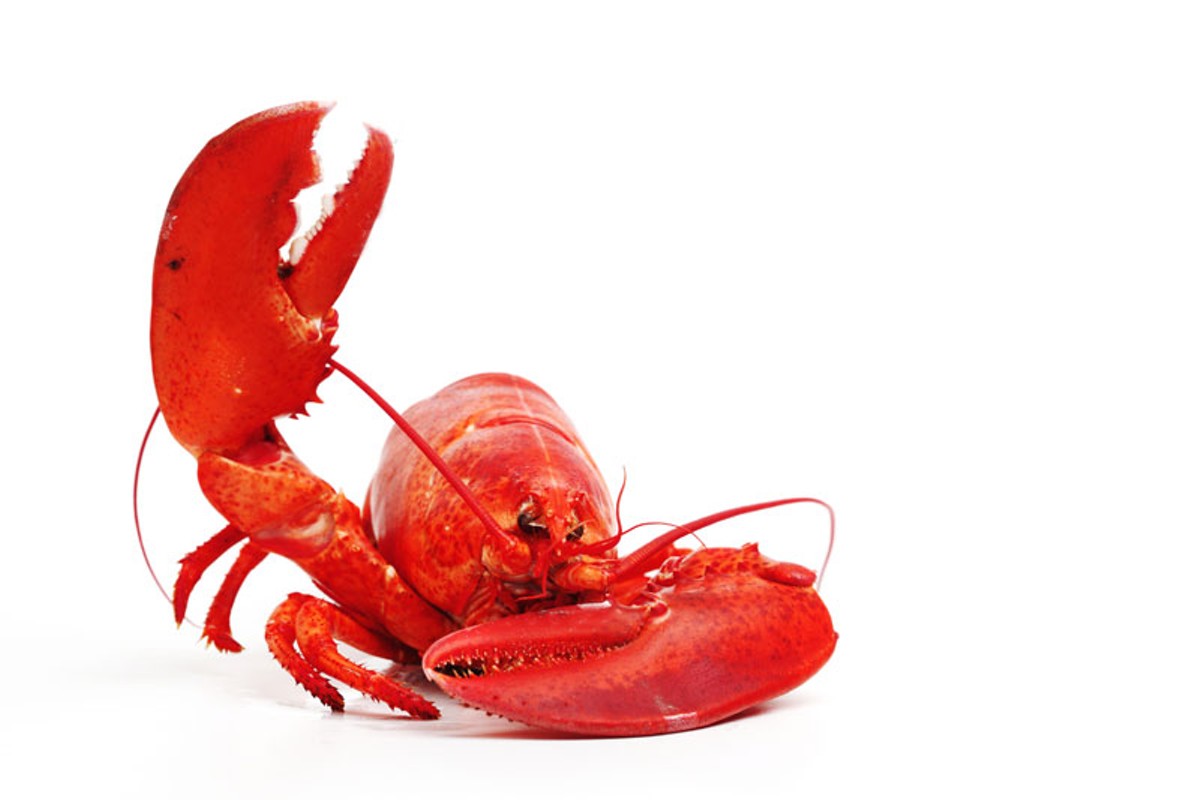 Savage Love: Consider the extra lobster