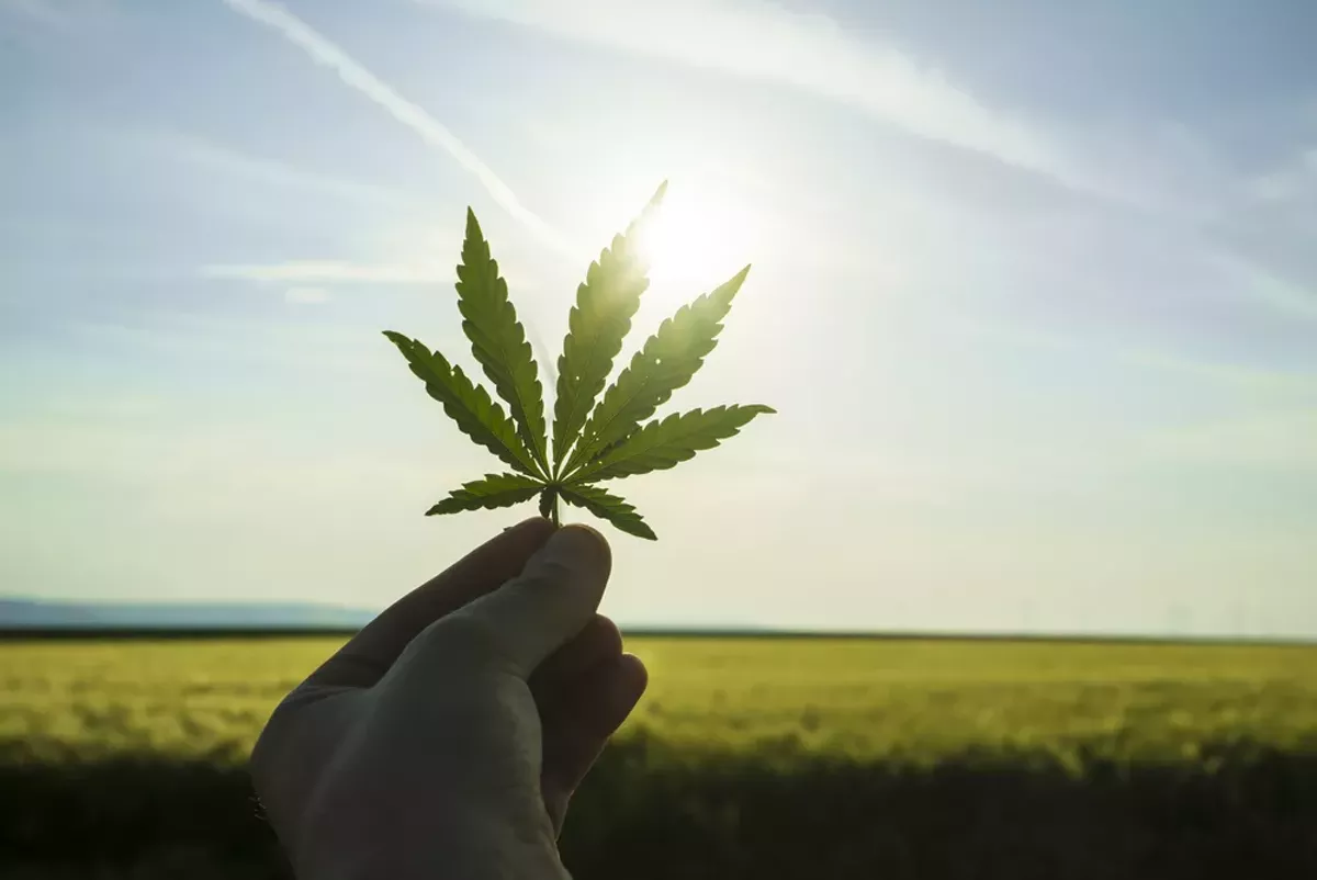 Image: Michigan is experiencing a medical marijuana drought