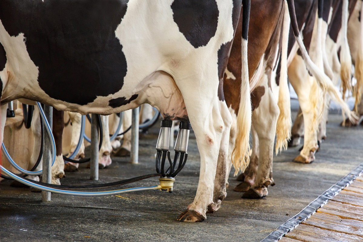 Some Michigan cows are contaminated with PFAS, but the state won't test milk
