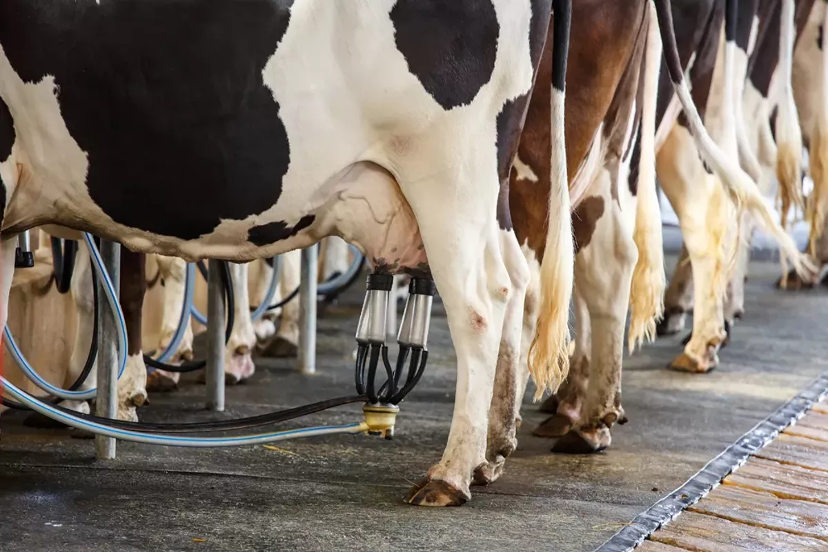 Image: Some Michigan cows are contaminated with PFAS, but the state won't test milk