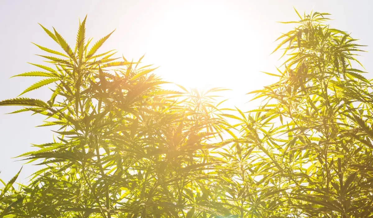 Image: A brave new world for marijuana in Michigan