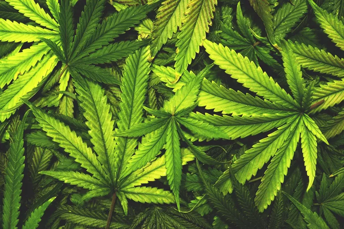 Image: Drugs are a major campaign point in Michigan this political season