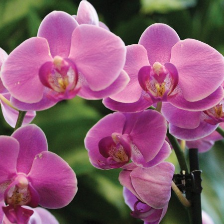 5b12858a_2-17_orchids.jpg