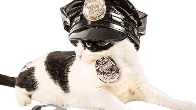 The Troy Police Department is getting a cat