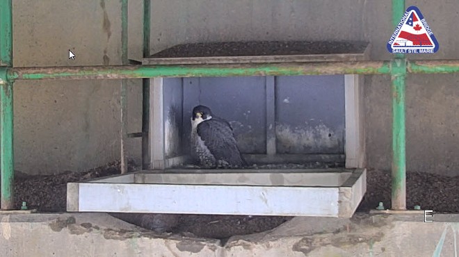 You can check out a live cam of rare falcons found nesting on the Sault Ste. Marie bridge