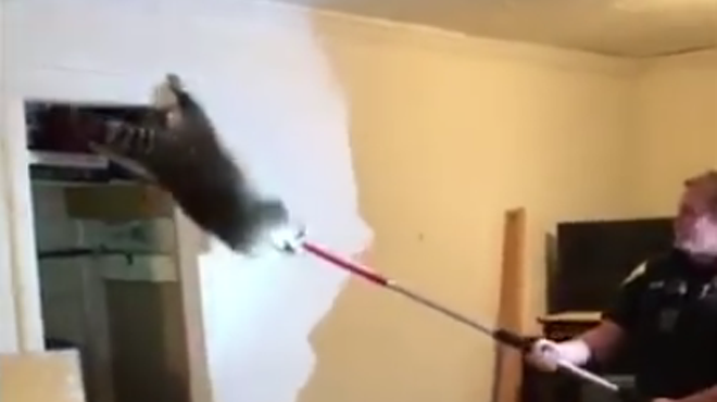 Video: Raccoon family invades Michigan home, epic fight to avoid capture ensues