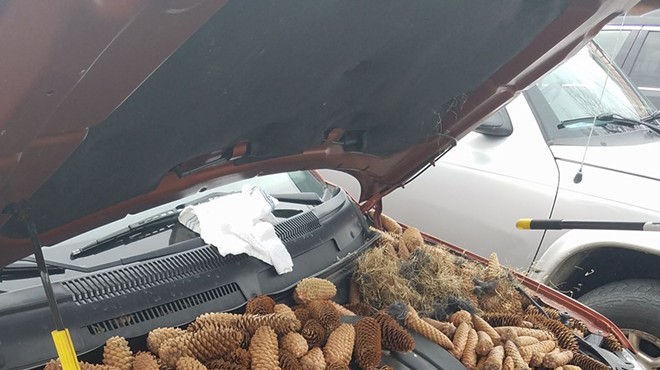 Squirrel goes nuts, stores 50 lbs of pine cones in the engine of Michigan man's car