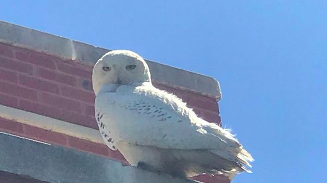 Snowy owls seeking summer sun have found a home in metro Detroit