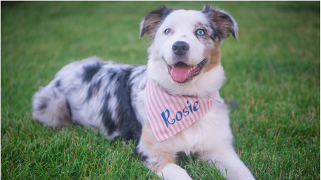Rose the Australian Shepherd is currently leading the pack in votes.