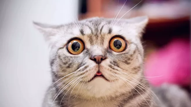 Image: CatVideoFest is a thing and it's coming to Detroit — we're not even kitten