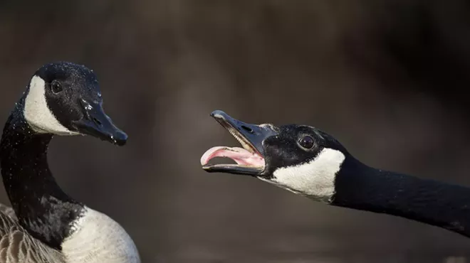 Image: Police issue warning of local goose attacking Eastern Michigan students