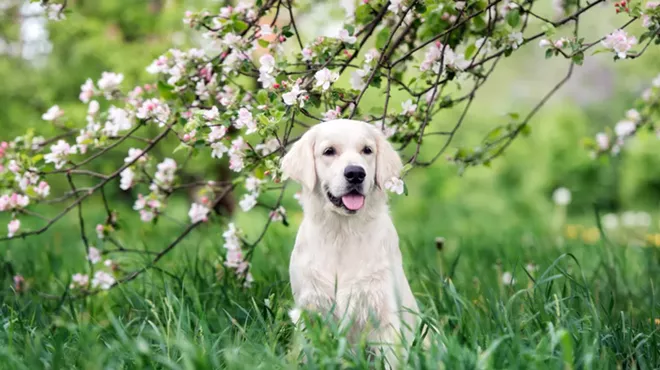 Image: Livonia now has a pet funeral home