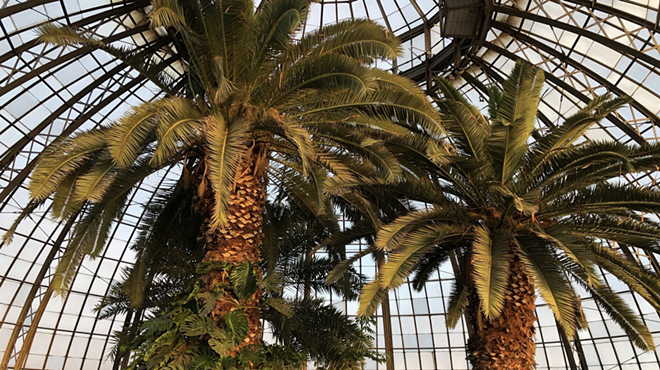 Belle Isle's Anna Scripps Whitcomb Conservatory reopens on Wednesday