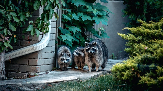 A pack of raccoons is terrorizing Detroit's west side