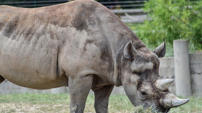 Suburban Detroit trophy hunter allowed to import rare black rhino's parts to Michigan