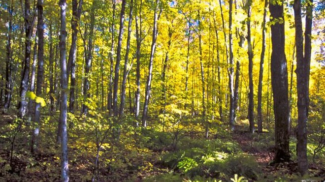 Hiawatha National Forest has 8,000 inventoried roadless acres.