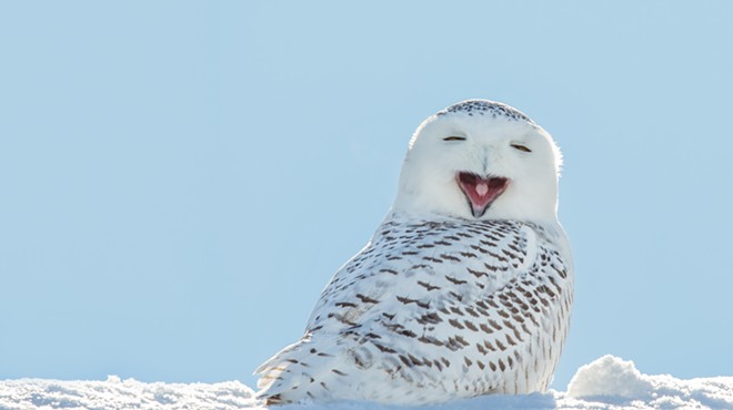 Here's a video of a snowy owl swimming in Lake St. Clair