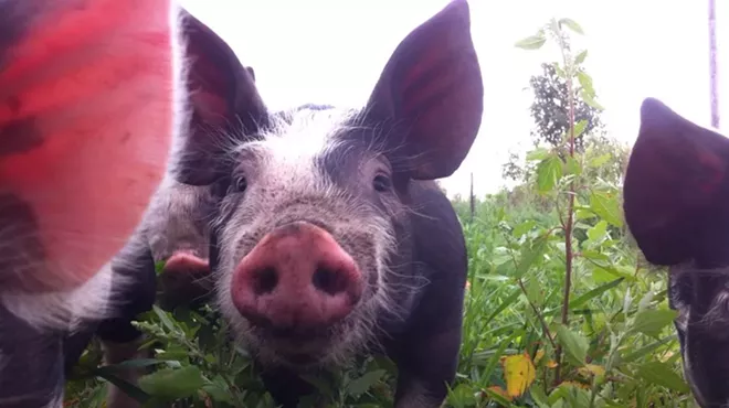 Image: Struggling Melo Farms scaling back operations, Sarap pop-up to host benefit dinner