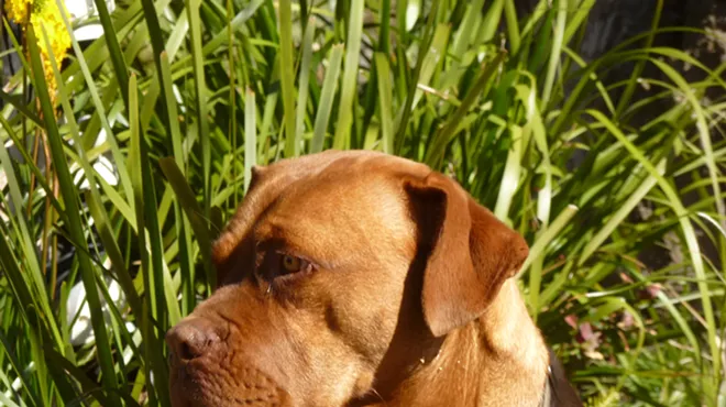 Image: Detroit Police Department on the hook for $100K after shooting a dog